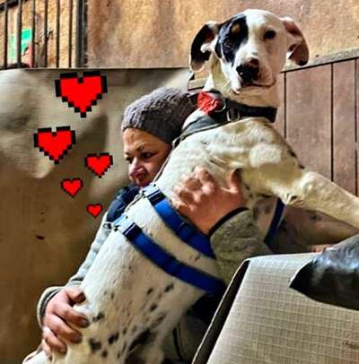 Hunde aus dem Auslandstierschutz - brauche Eure Unterstützung!!!-Beitrag-Bild