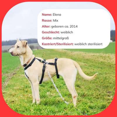 Tierschutzhunde suchen ein Zuhause-Beitrag-Bild