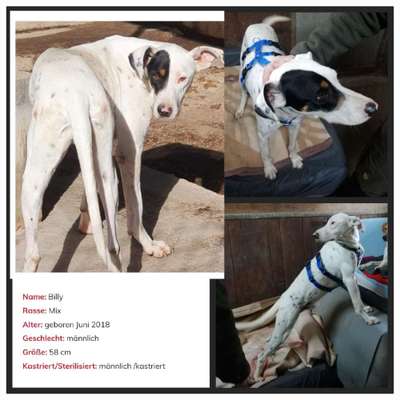 Tierschutzhunde suchen ein Zuhause-Beitrag-Bild