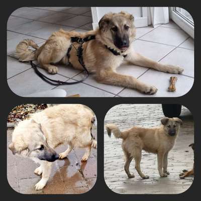 Tierschutzhunde suchen ein Zuhause-Beitrag-Bild