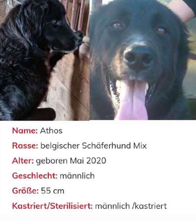 Tierschutzhunde suchen ein Zuhause-Beitrag-Bild