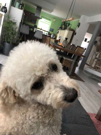 Fotochallange Nr. 57     PORTRÄT.   Beendet!!!!!!!!-Beitrag-Bild