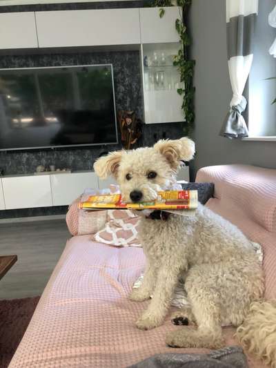 Die Dogorama Kalender Challenge Titelbild-Beitrag-Bild