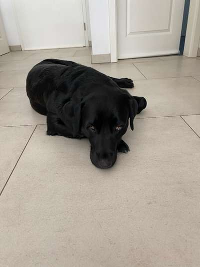 Hundetreffen-Gassi und Spielen-Bild