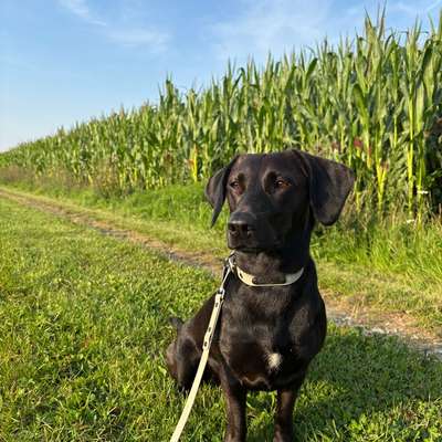Hundetreffen-Treffen zum Gassi/Spielen-Bild