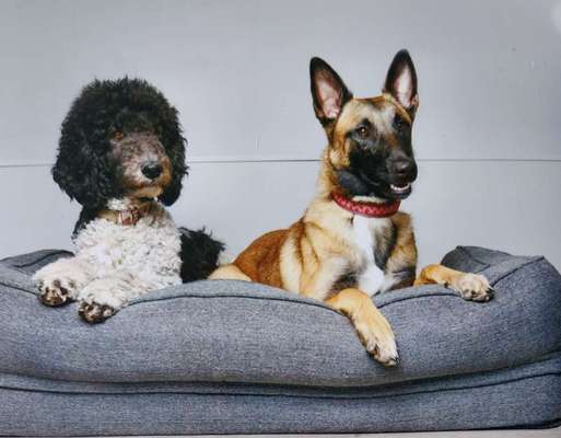 Die Dogorama Kalender Challenge Titelbild-Beitrag-Bild