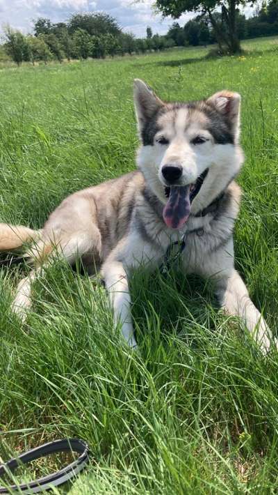 Hundetreffen-Suche Huskyfreunde für Yashin-Bild