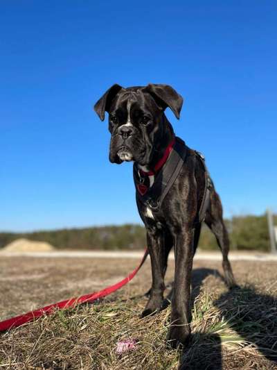 Deutsche Boxer-Beitrag-Bild