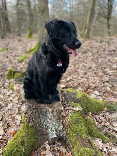 Wald Bild-Beitrag-Bild