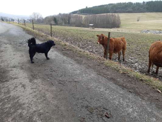 Mischlinge raten - Rätselspaß-Beitrag-Bild