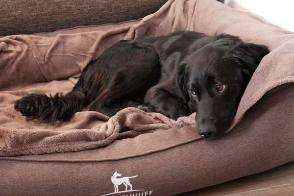 Umfrage zur relativen Schnauzenlänge-Beitrag-Bild