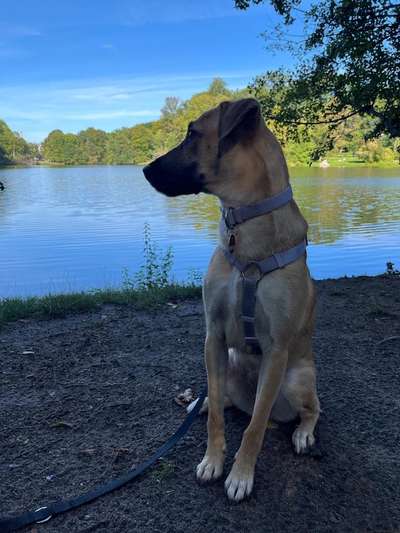 Hundetreffen-Social Walk im Treptower Park/Plänterwald-Bild