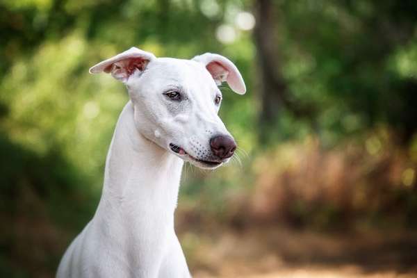 Windhunde - Treffen der besonderen Schönheiten
HERZLICH WILLKOMMEN-Beitrag-Bild