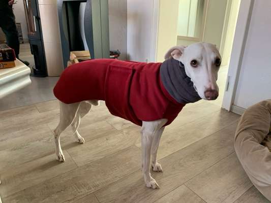 Whippet-Beitrag-Bild