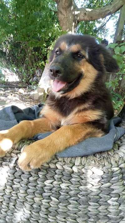 Fotosammlung: ,,Der natürliche Hund" Unbearbeitet, ungestellt und in Natura-Beitrag-Bild