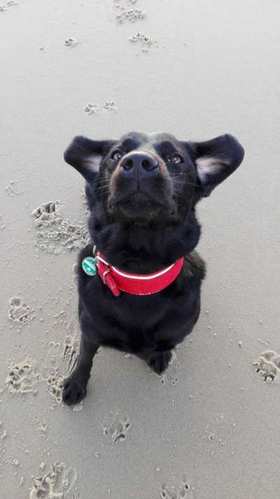 Zeigt eure verrücktesten Hundebilder-Beitrag-Bild