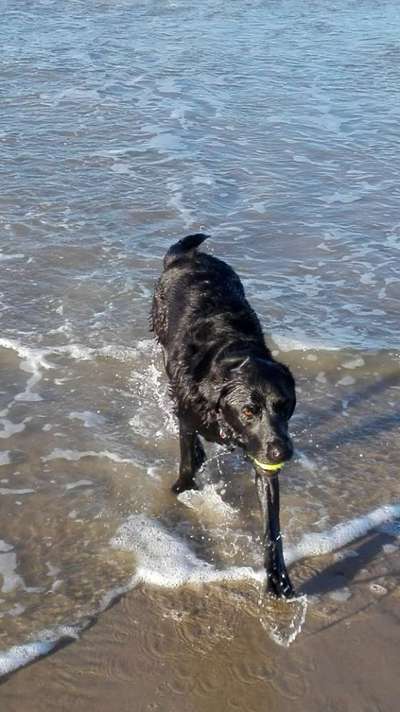 Wo sind meine Labrador Freunde-Beitrag-Bild