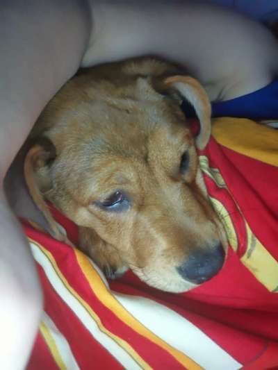 Darf der Hund bei Euch im Bett schlafen?-Beitrag-Bild