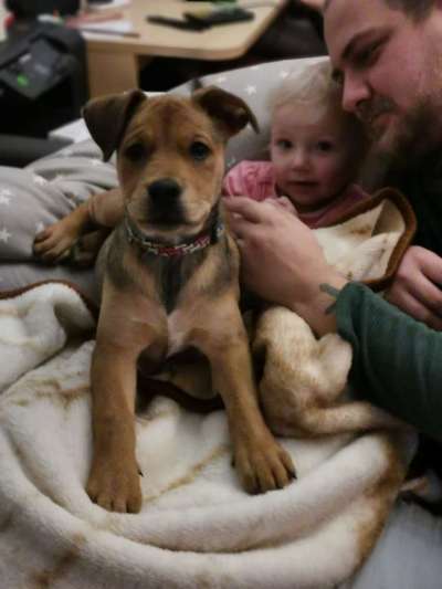 Mischlingshunde Foto Aufruf-Beitrag-Bild