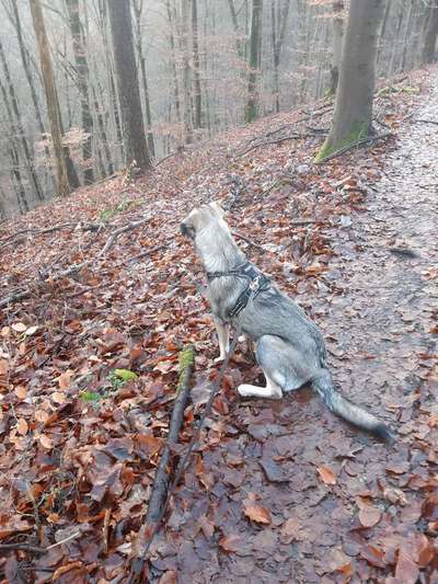 Hundetreffen-Treffen zum Spaziergang und Austausch für Junghunde-Bild