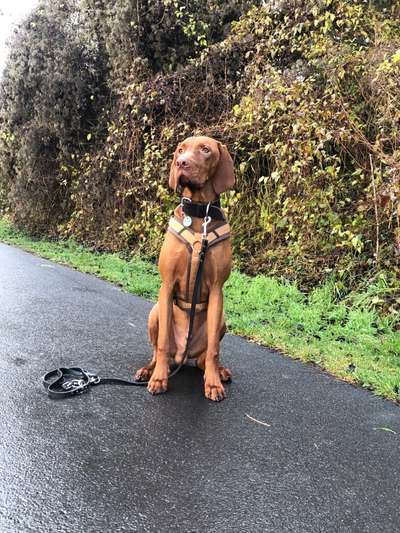 Magyar Vizsla UK-Beitrag-Bild