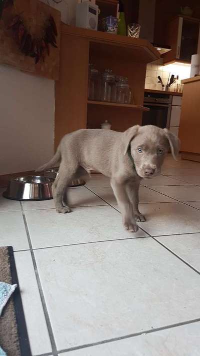 Labradorfans-Beitrag-Bild