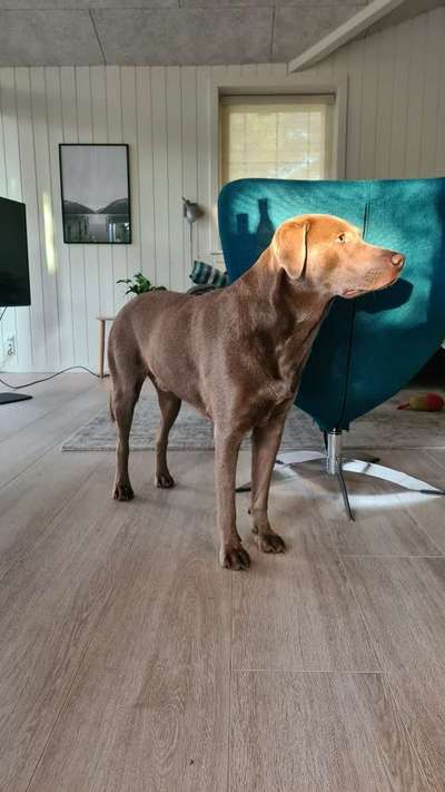 Labradorfans-Beitrag-Bild