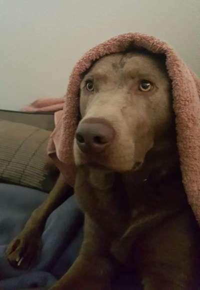 Labradorfans-Beitrag-Bild