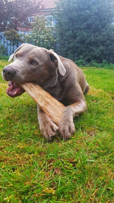 Labradorfans-Beitrag-Bild