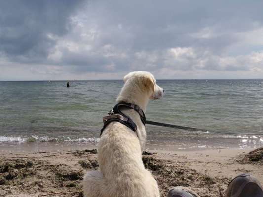 Dogorama-Monats-Challenge-Mai "Wasser"-Beitrag-Bild