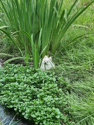 Fotochallenge Nr. 94 It's summer time-Beitrag-Bild