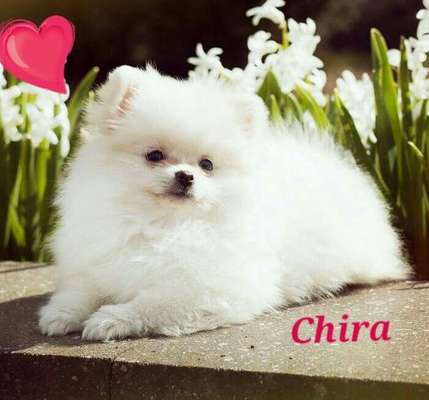 Doppelgänger gesucht !-Beitrag-Bild