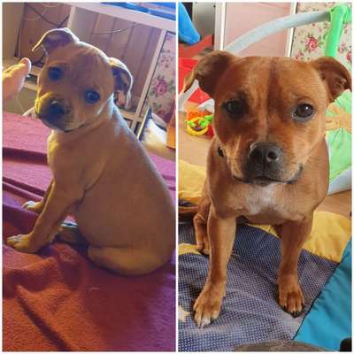 Welpenfotos-Beitrag-Bild