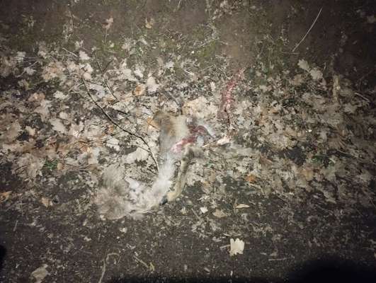 Giftköder-Teile vom Tierkadaver im Straßengraben-Bild