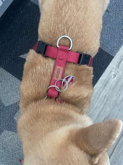 Wie sitzt mein Geschirr?-Beitrag-Bild