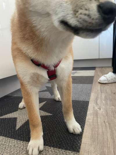 Wie sitzt mein Geschirr?-Beitrag-Bild