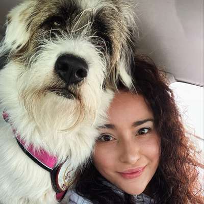 Hundetreffen-Gemeinsamer Spaziergang