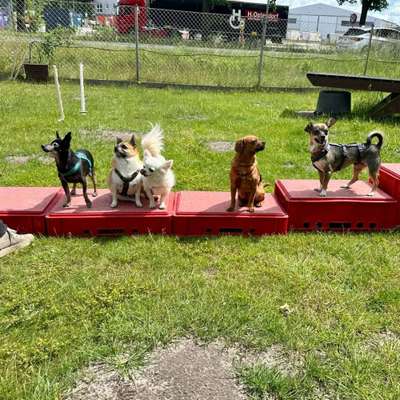 Hundetreffen-Minihunde - Treffen - Wietze und Umgebung - neue Gruppe sucht Mitglieder-Bild