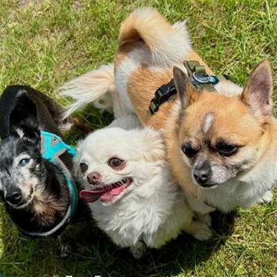 TierschutzhundeStammtisch🐕-Beitrag-Bild