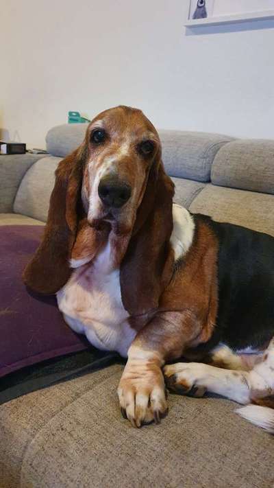 Basset Hound-Beitrag-Bild