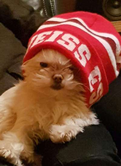 Dogorama Photo Challenge - Tre Chic!-Beitrag-Bild