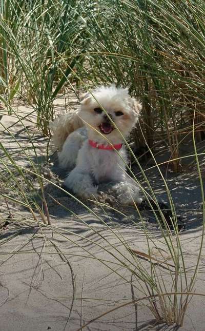 Challenge 41 - Mein Hund im Urlaub-Beitrag-Bild