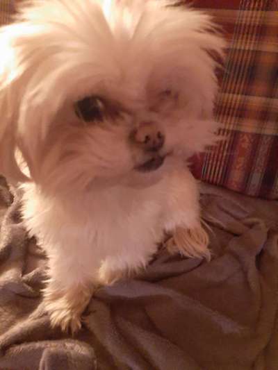 Dogorama Photo Challenge - Hundeblick zum hinschmelzen-Beitrag-Bild