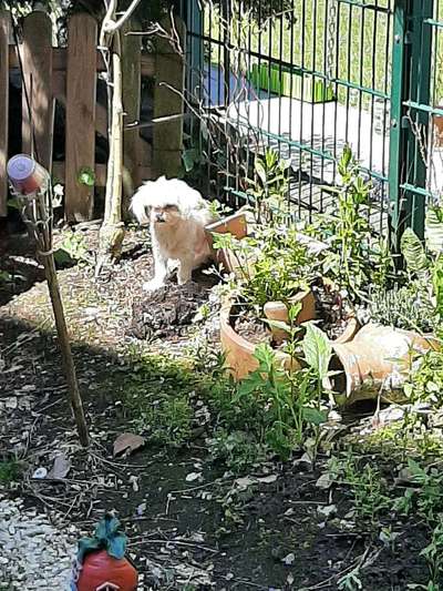 Fotochallange 63: "Dein blühendes Hündchen"-Beitrag-Bild