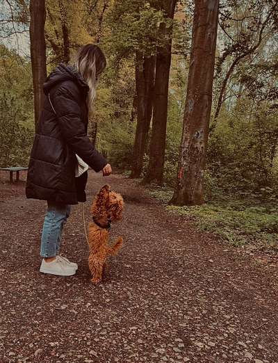 Hundetreffen-Hundertreff mit kleineren Hunden-Bild