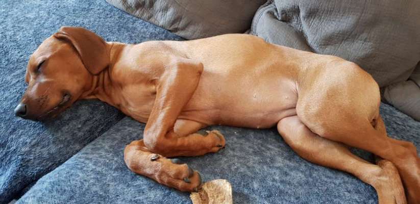 Darf der Hund bei Euch im Bett schlafen?-Beitrag-Bild