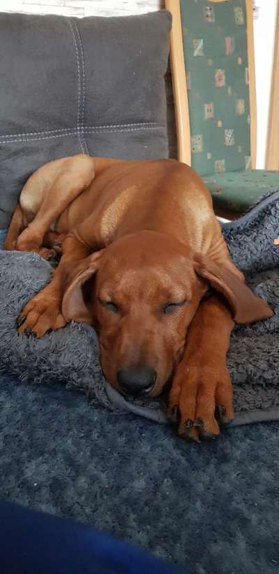 Rhodesian Ridgeback-Beitrag-Bild