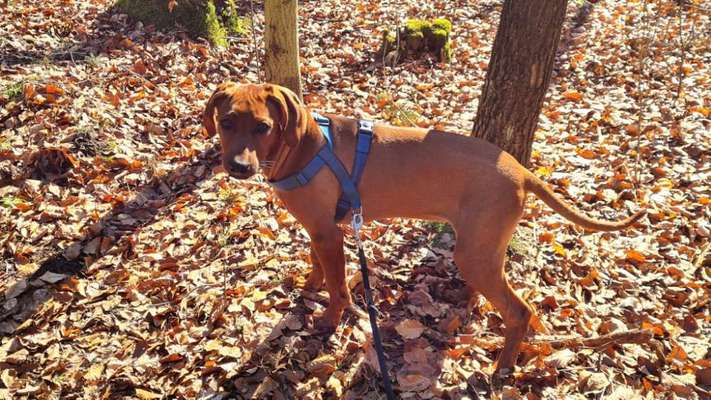 Rhodesian Ridgeback-Beitrag-Bild