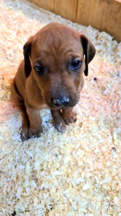 Dogorama Video Challenge: Lustige Wasser Videos-Beitrag-Bild