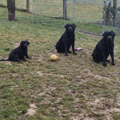 Hundetreffen-Spielpartner gesucht-Bild